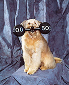 DOG 07 RK0255 01
Bearded Collie Mix With Weights In Mouth