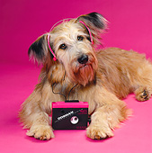 DOG 07 RK0319 13
Mixed Breed Laying Wearing Headset Pink Seamless
