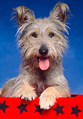 DOG 07 RK0372 02
Mixed Breed, Terrier Mix Dog on red material with tongue out