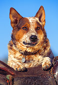 DOG 07 RK0389 17
Head Shot Of Mixed Breed Leaning On Saddle Blue Sky