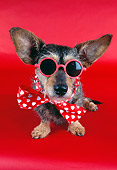 DOG 07 RK0452 02
Humorous Shot Of Wirehair Dachshund Terrier Mix Wearing Bow Tie And Glasses On Red Seamless