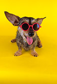 DOG 07 RK0453 01
Wirehair Dachshund Terrier Mix Wearing Sunglasses On Yellow Seamless