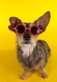 DOG 07 RK0453 30
Wirehair Dachshund Terrier Mix Wearing Sunglasses On Yellow Seamless