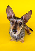 DOG 07 RK0456 13
Wirehair Dachshund Terrier Mix Sitting On Yellow Seamless Wide Angle