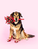 DOG 07 RK0477 02
Collie Labrador Mix Sitting Wearing High Heel Shoes Holding Flowers Pink Seamless