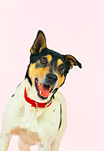 DOG 07 RK0484 01
Pointer Shepherd Mixed On Pink Seamless