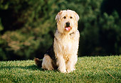 DOG 07 RK0518 01
Mixed Breed Sitting On Grass At Park