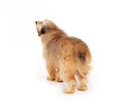 DOG 07 RK0530 07
Mixed Breed Chasing Tail On White Seamless
