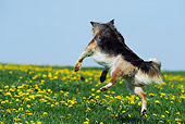 DOG 07 SS0002 01
Mixed Breed Dog Playing On Grass With Dandelions