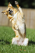 DOG 07 SS0004 01
Mixed Breed Standing On Hind Legs On Grass