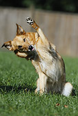 DOG 07 SS0005 01
Mixed Breed Standing On Hind Legs On Grass