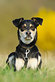 DOG 07 SS0006 01
Portrait Of Mixed Breed Dog With Leash Laying On Grass