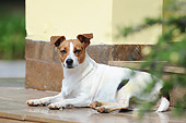 DOG 07 SS0007 01
Crossbreed Dog Laying On Steps