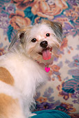 DOG 07 DC0003 03
Portrait Head Shot Of Mixed Breed On Pillow Studio