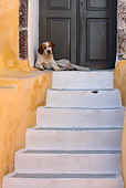 DOG 07 KH0004 01
Mixed Breed Greek Dog Laying In Front Of Doors At Top Of Stairs