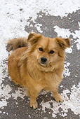 DOG 07 KH0005 01
Mixed Breed Greek Dog Sitting On Pavement