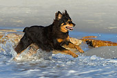DOG 07 KH0006 01
Australian Shepherd Mix Running In Surf At Beach