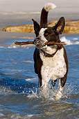 DOG 07 KH0007 01
Border Collie Mix Carrying Stick In Surf At Beach