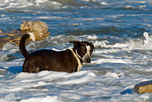 DOG 07 KH0008 01
Border Collie Mix Standing In Surf At Beach