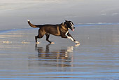 DOG 07 KH0009 01
Border Collie Mix Running On Beach