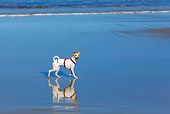 DOG 07 KH0010 01
Parson Russell Terrier Mix Running On Beach