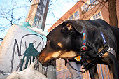 DOG 07 MQ0001 01
Mixed Breed On Leash In Manhattan New York