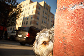 DOG 07 MQ0006 01
Mixed Breed Peeking Around Corner In Manhattan New York