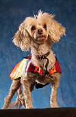 DOG 07 MQ0016 01
Mixed Breed Wearing Outfit Blue Background