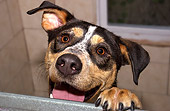 DOG 07 MQ0017 01
Head Shot Of Mixed Breed Peeking Over