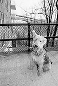 DOG 07 MQ0022 01
Mixed Breed Dog On Leash Sitting On Pavement Manhattan New York