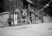 DOG 07 MQ0026 01
Mixed Breed On Leash Standing On Pavement  Manhattan New York