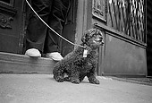 DOG 07 MQ0029 01
Mixed Breed Dog On Leash Sitting On Pavement Manhattan New York