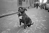 DOG 07 MQ0030 01
American Staffordshire Terrier (Pit Bull) Sitting On Pavement Manhattan New York