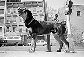 DOG 07 MQ0031 01
Profile Shot Of Mixed Breed Dog Standing On Pavement Manhattan New York