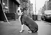DOG 07 MQ0032 01
Mixed Breed Dog Sitting On Pavement Manhattan New York