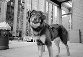 DOG 07 MQ0035 01
Mixed Breed Dog Standing On Pavement Manhattan New York