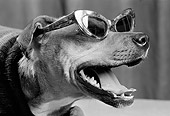 DOG 07 MQ0044 01
Humorous Head Shot Of Mixed Breed Dog Wearing Sunglasses Manhatten New York