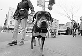 DOG 07 MQ0047 01
Mixed Breed Dog On Leash Walking On Sidewalk Manhattan New York
