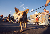 DOG 07 MQ0049 01
Mixed Breed Dog On Leash Walking On Sidewalk By People Manhattan New York