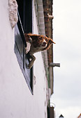 DOG 07 MQ0050 01
Head Shot Of Mixed Breed Dog Looking Out Window Spain