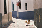 DOG 07 MQ0051 01
Mixed Breed Dog On Sidewalk Spain
