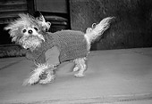 DOG 07 MQ0052 01
Mixed Breed Dog Wearing Sweater