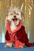 DOG 07 MQ0103 01
Humorous Mixed Breed Wearing Red Bath Robe On Gold Background