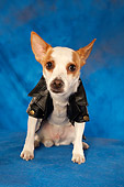 DOG 07 MQ0104 01
Humorous Chihuahua-Terrier Mix Wearing Black Leather Jacket On Blue Background