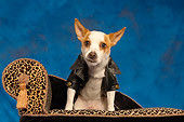 DOG 07 MQ0105 01
Humorous Chihuahua-Terrier Mix Wearing Black Leather Jacket On Couch Blue Background