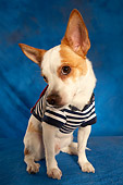 DOG 07 MQ0106 01
Humorous Chihuahua-Terrier Mix Wearing Blue And White Striped Shirt On Blue Background