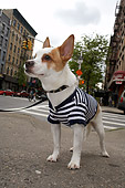 DOG 07 MQ0107 01
Humorous Chihuahua-Terrier Mix Wearing Blue And White Striped Shirt In City