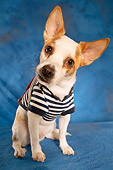 DOG 07 MQ0108 01
Humorous Chihuahua-Terrier Mix Wearing Blue And White Striped Shirt On Blue Background