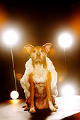DOG 07 MQ0109 01
Humorous Mixed Breed Brown And White Dog Wearing Cape Under Stage Lights