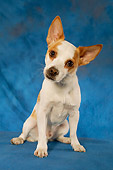 DOG 07 MQ0110 01
Humorous Chihuahua-Terrier Mix Sitting Facing Camera Blue Background